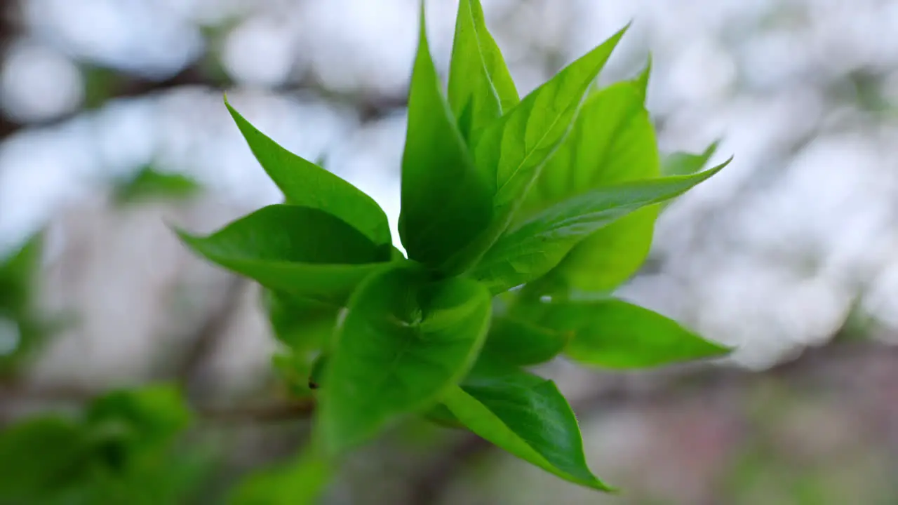 Green blooms of trees in forest Calm branch swaying of wind in forest