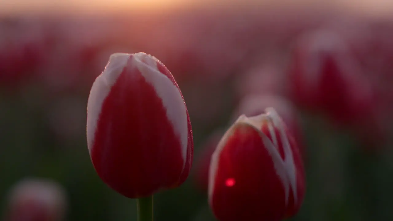 Closeup flower bud in dew drops in sunrise fog Macro shot tulip in sunset light