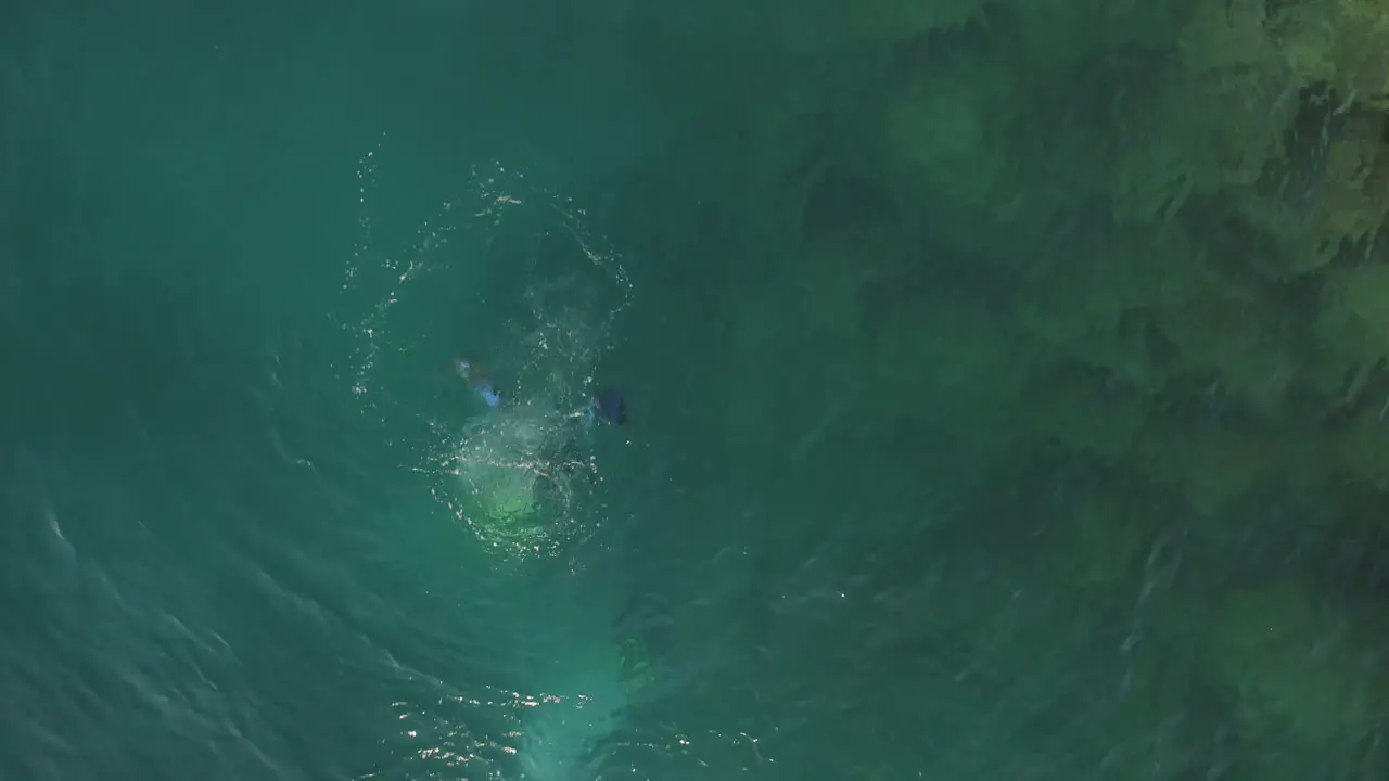 A diver dives into the sea