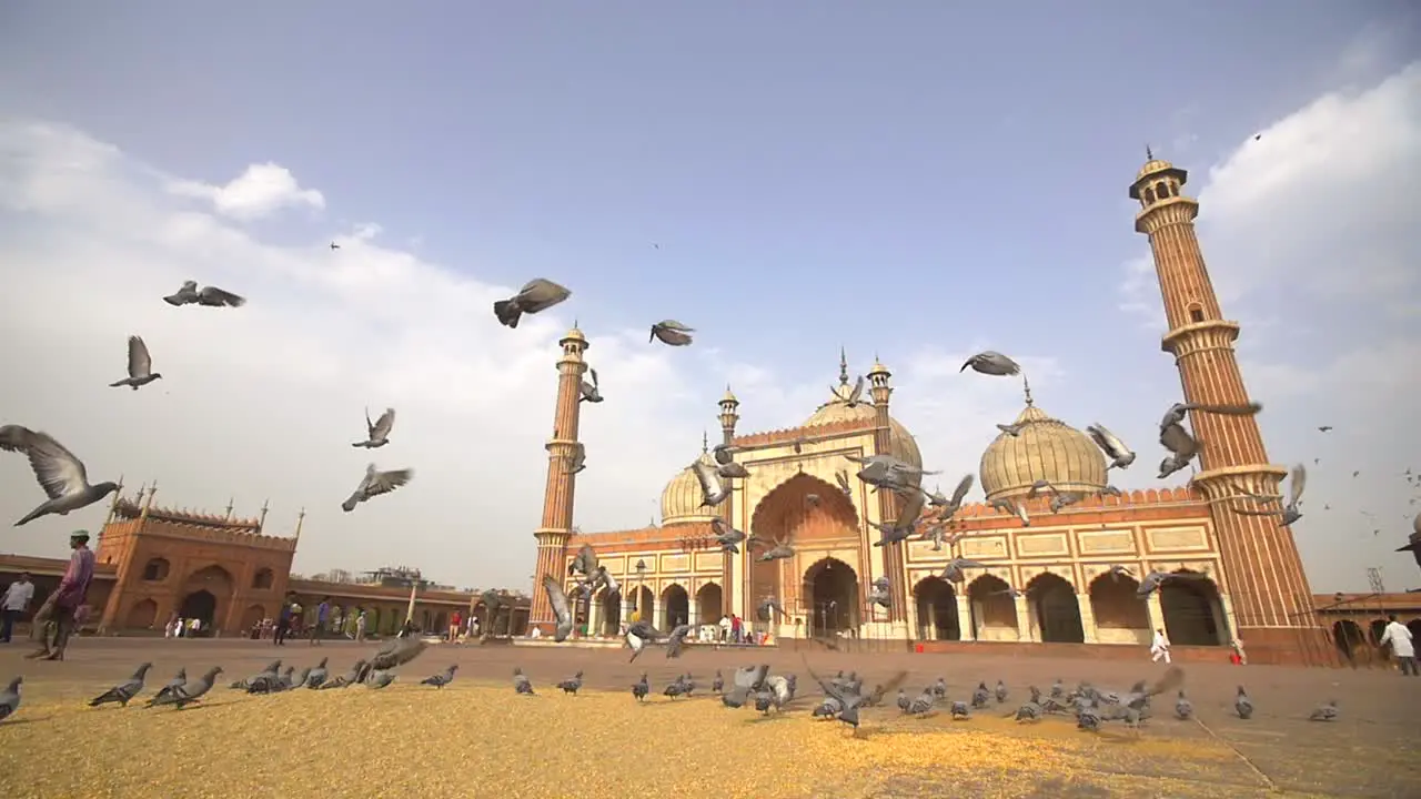 Flock of Pigeons in Front of Jama Masjid