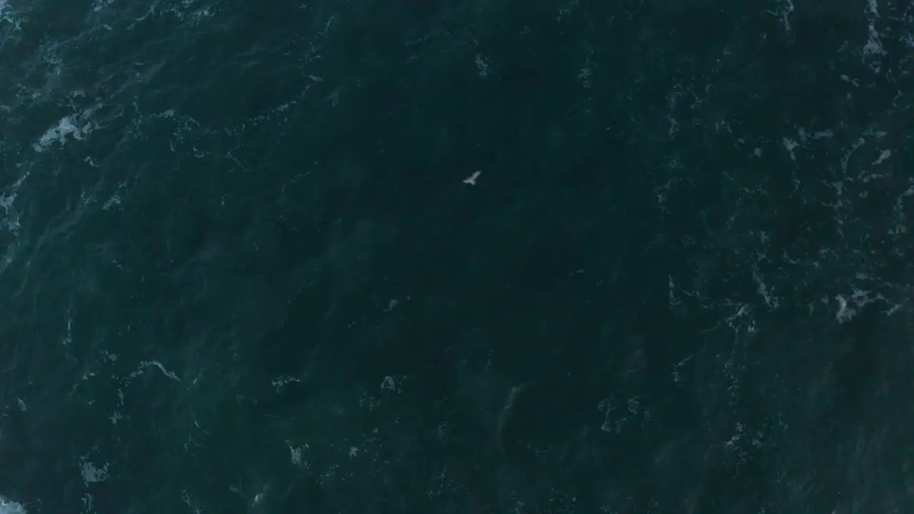 A Drone shot of the high waves in Iceland in the winter