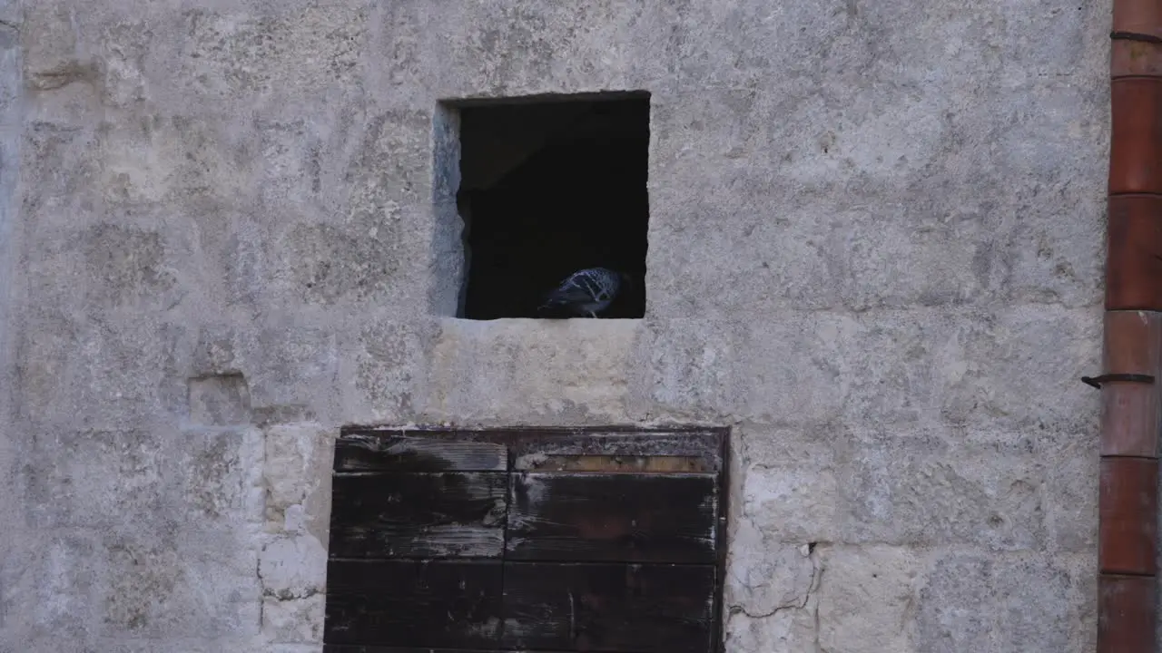 Matera Itlay pigeon peaking out window