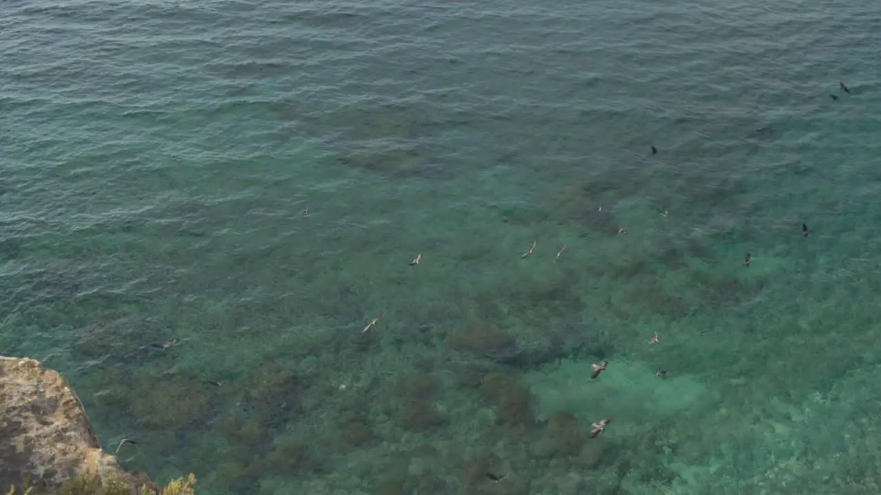 Slow Motion Birds Flying Over Mediterranean Sea from Cliff View Cyprus Wide