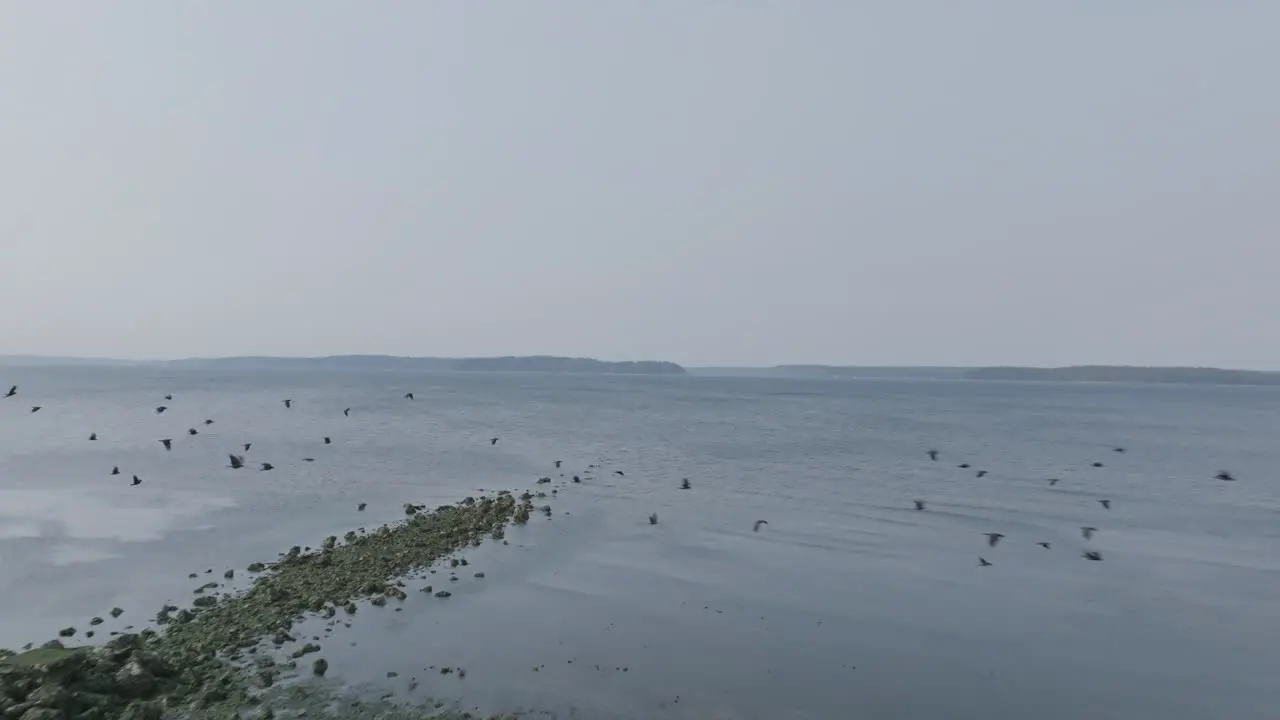 Aerial footage flying off of a beach towards the water with black birds flying away