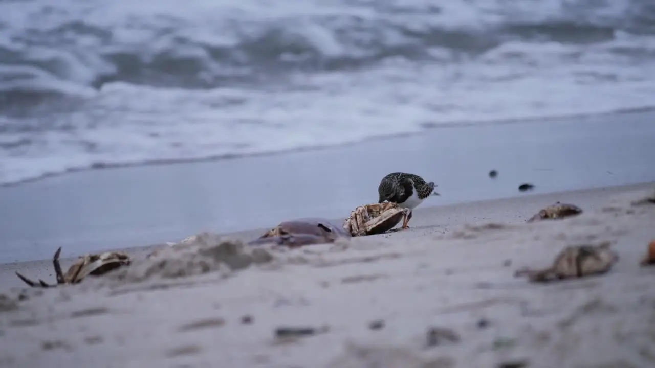 Lone stint pecking crab remains at a beach with waves in the background