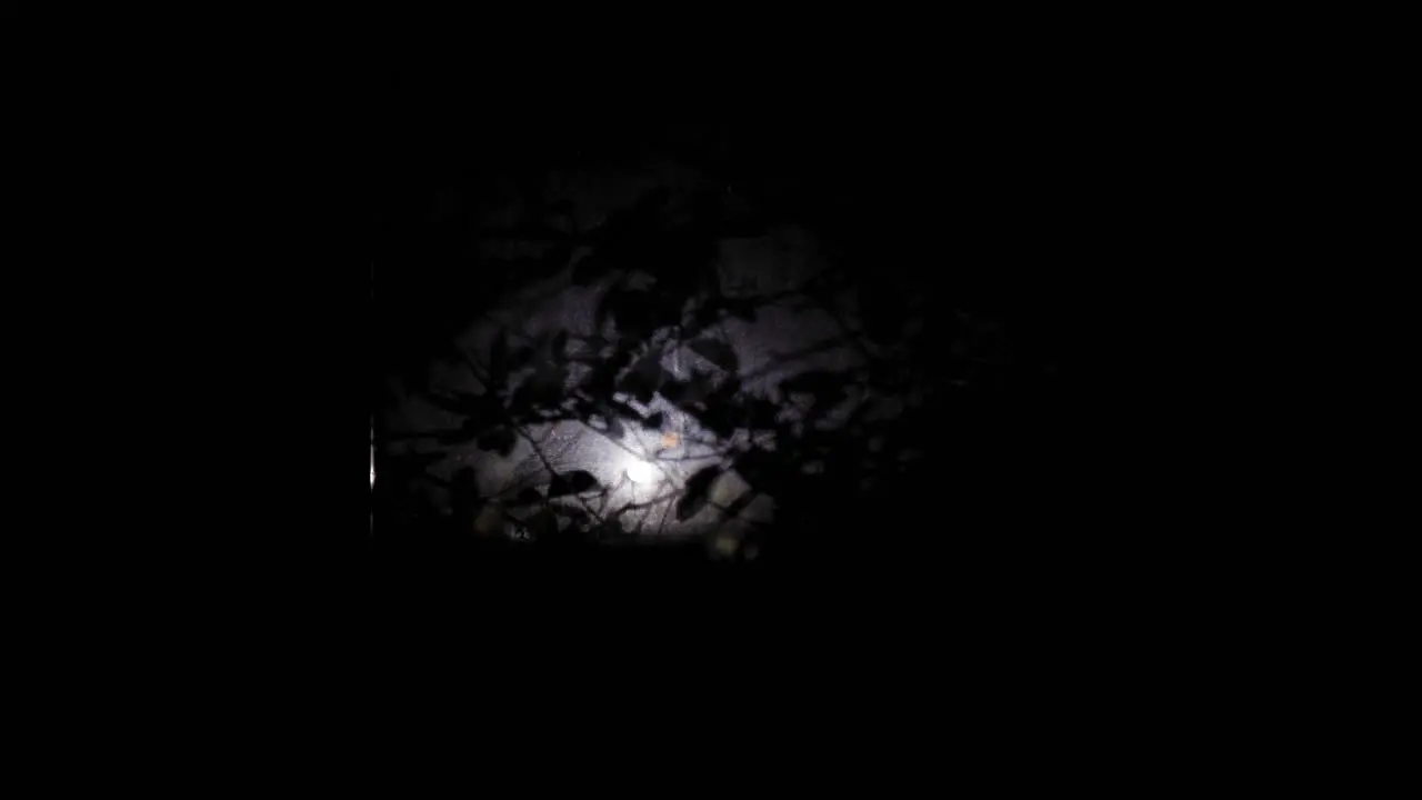 leaves shadow on the window at night