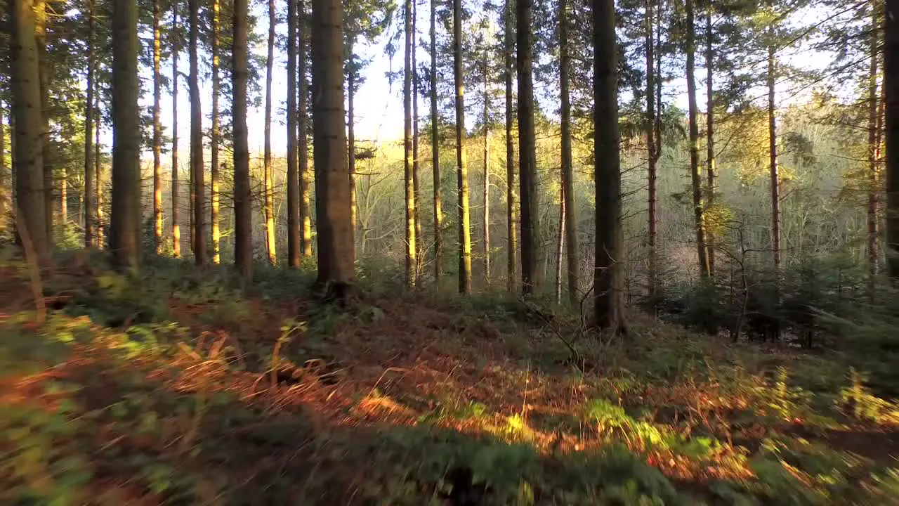 Volando por el bosque 1