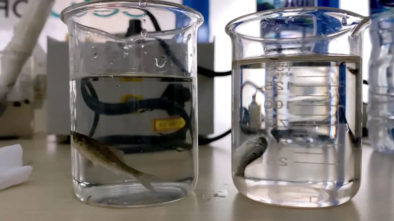 Lab scene small fish in glass jar chemically treated water