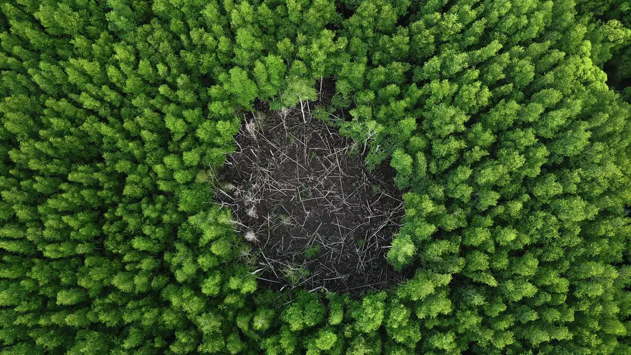 Bird eyeview of wierd circle of dead mangrove forest in Krabi southern Thailand