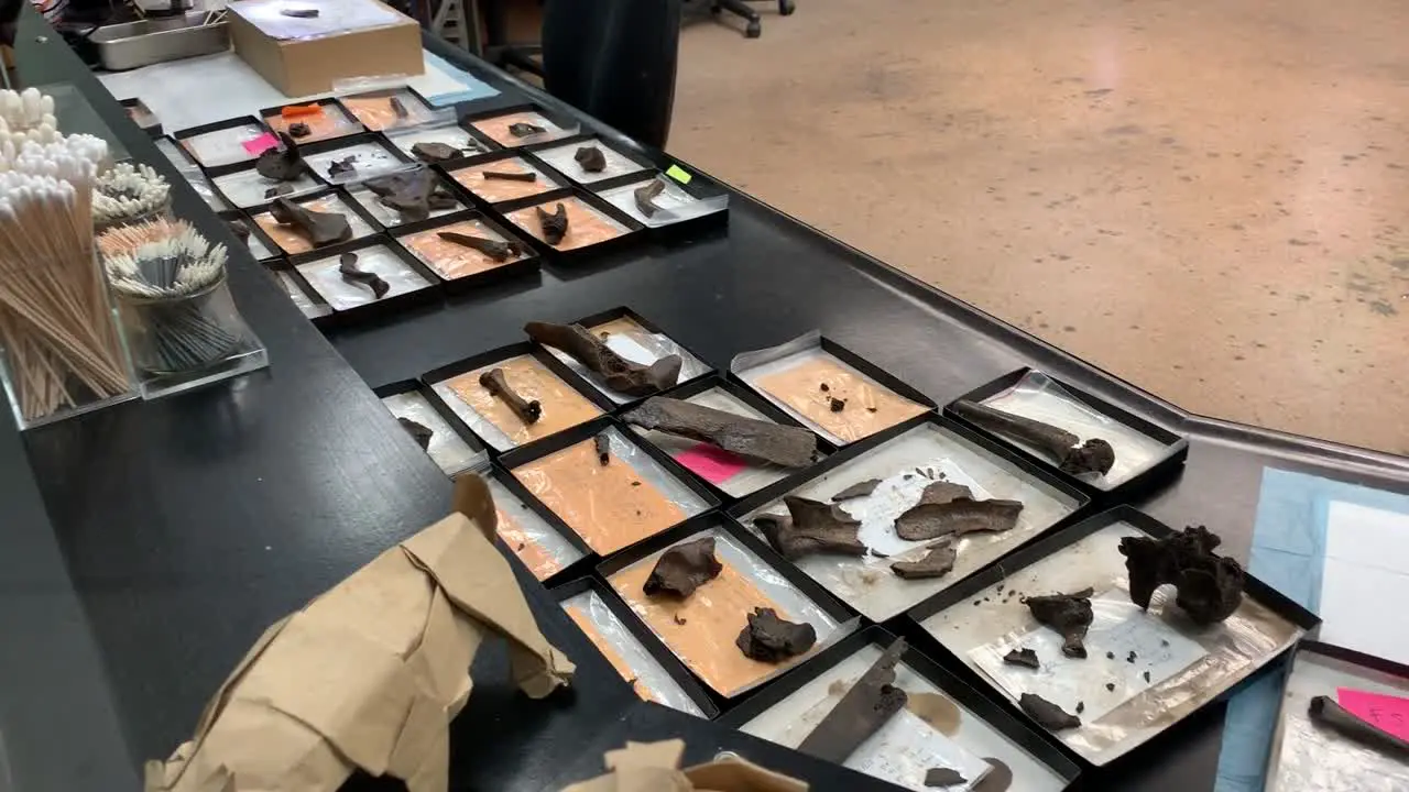 Neatly displayed findings at the Fossil Lab where volunteers and scientists are constantly cleaning and studying fossils dug from the La Brea Tar Pits