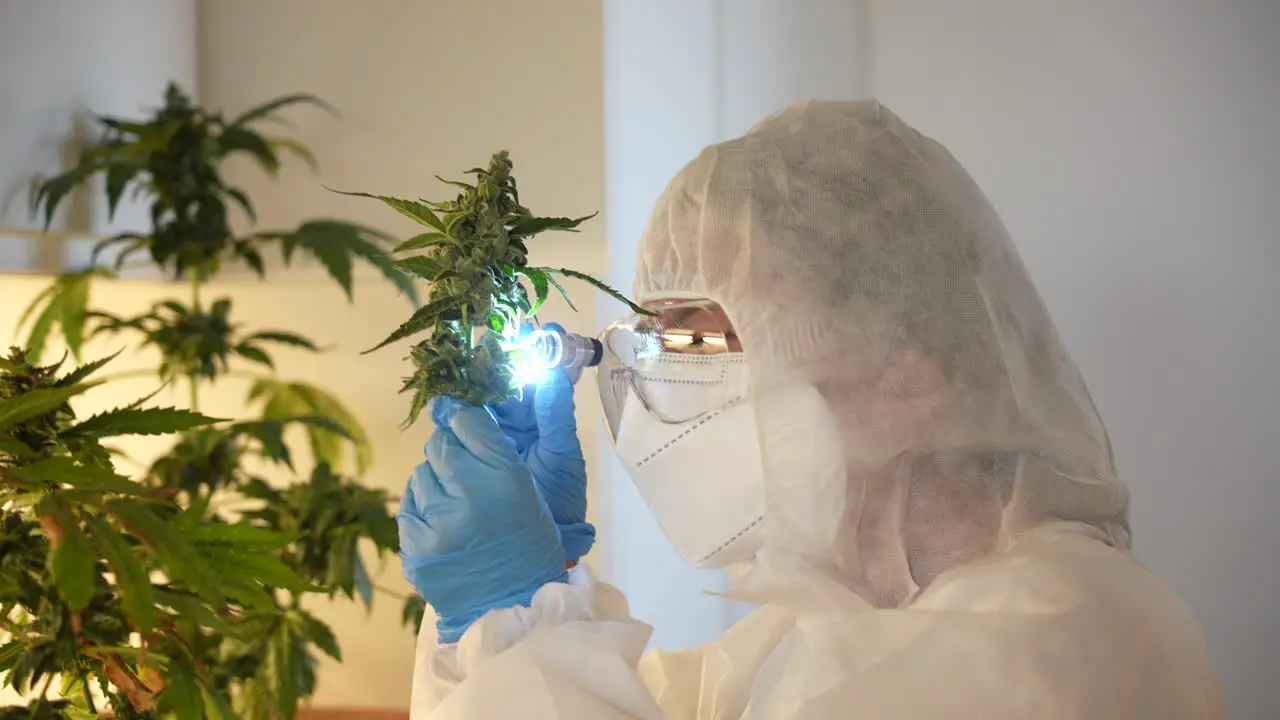 Scientist examining and studying a bud of cannabis plant in an indoor laboratory