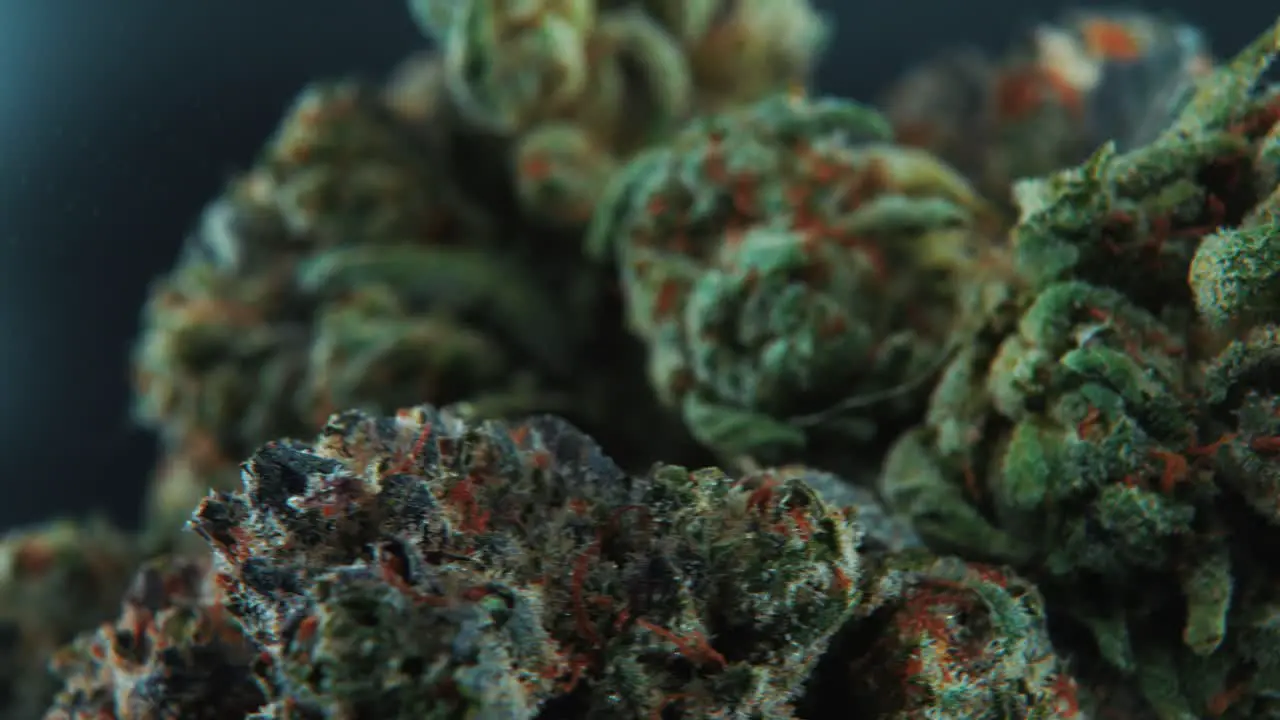 A macro cinematic detailed crispy shot of a cannabis plant hybrid strains Indica and sativa marijuana flower on a 360 rotating stand slow motion 4K video studio lighting