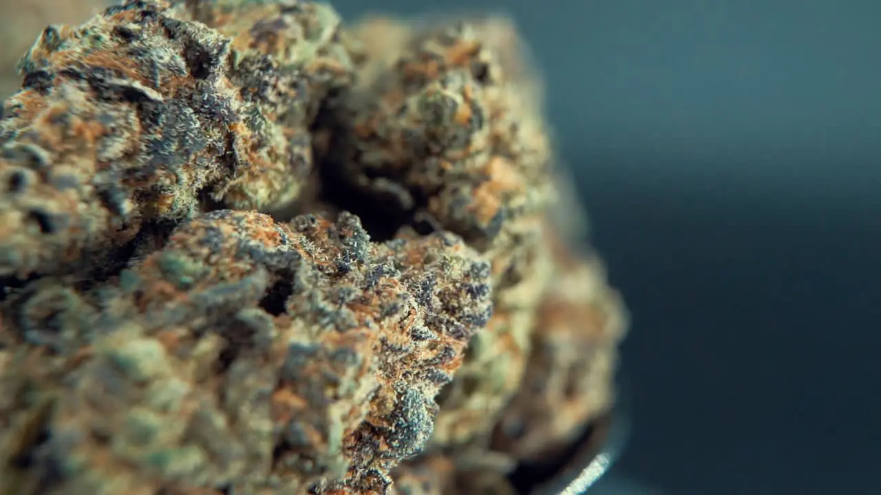 A macro cinematic detailed shot of a cannabis plant orange hybrid strains Indica and sativa  purple marijuana flower on a 360 rotating stand super slow motion 120 fps Full HD studio lighting