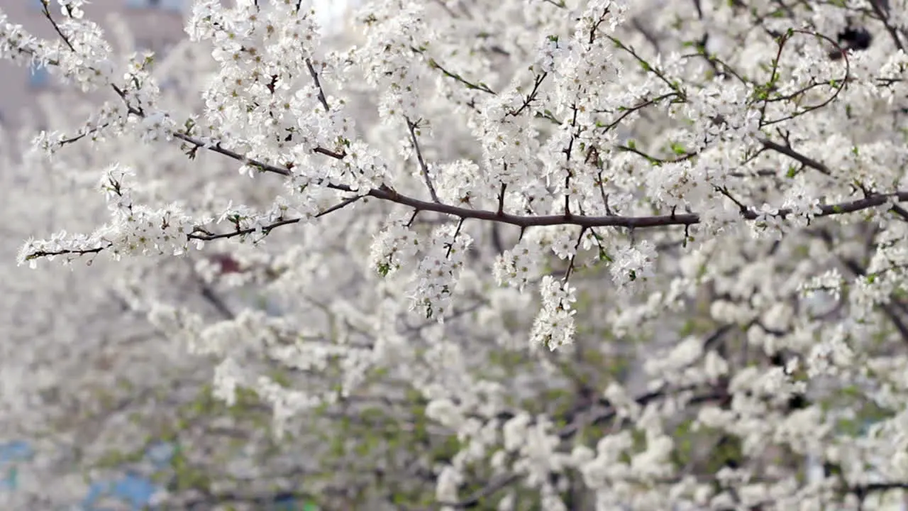 Fondo De Primavera árbol Floreciente En Primavera Flor De Cerezo En Primavera