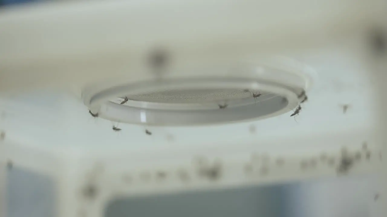 Mosquitos in a laboratory in a sealed box with a thin mesh