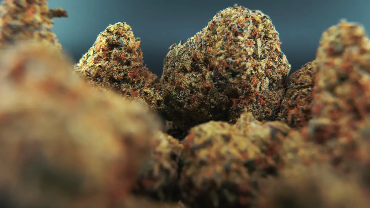 A macro cinematic detailed shot of a cannabis plant orange hybrid strains Indica and sativa crispy marijuana flower on a rotating stand slow motion 4K professional studio lighting