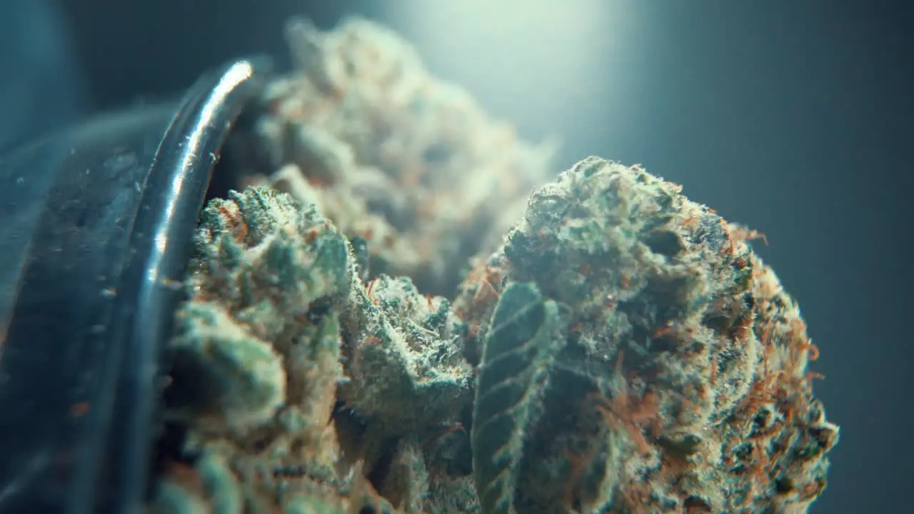 A vertical macro cinematic detailed shot of a cannabis plant hybrid orange strains green leaf Indica marijuana flower on a rotating stand Full HD super slow motion 120 fps studio lighting