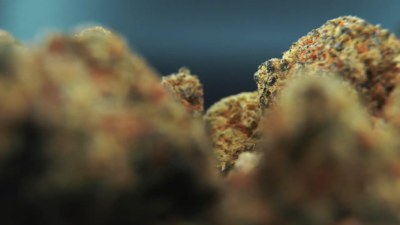 A macro cinematic DOP shot of a cannabis plant orange hybrid strains Indica and sativa  dark purple marijuana flower on a rotating stand slow motion 4K professional studio lighting