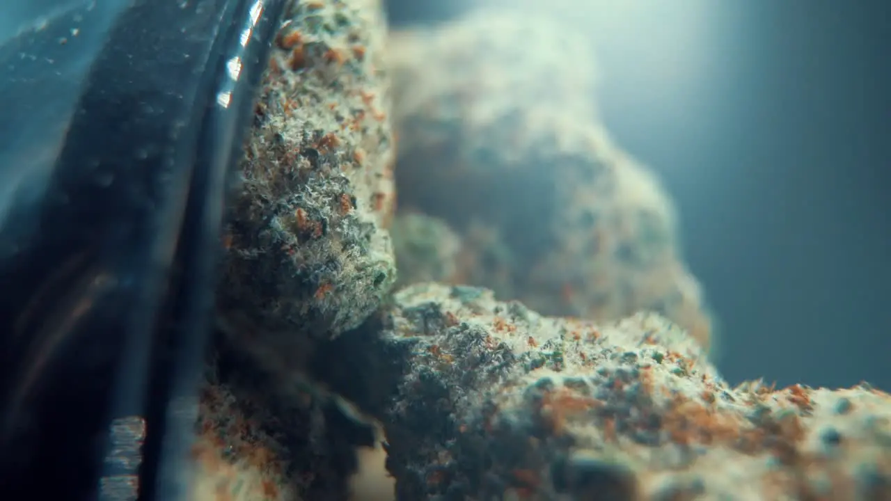 A vertical macro cinematic shot of a cannabis plant hybrid orange strains sativa marijuana flower on a rotating stand Full HD super slow motion 120 fps studio lighting