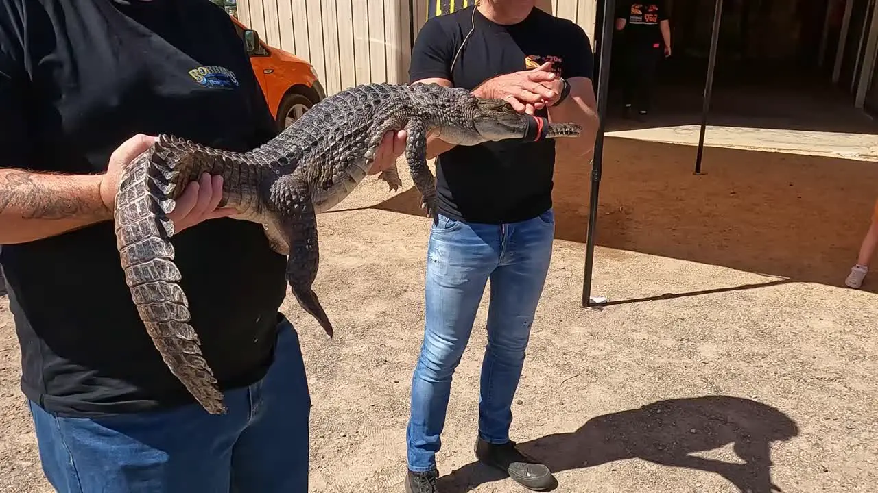 Yarrawonga Victoria Australia 7 October 2023 A small crocodile being held by a Yarrawonga Show patron and an expert providing expert information