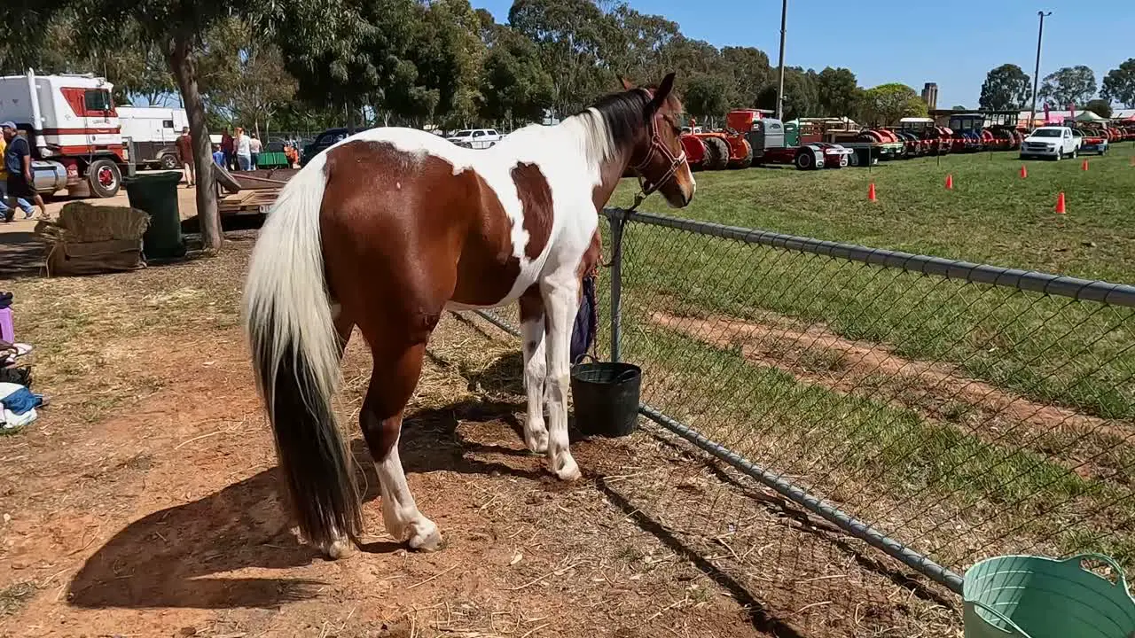 Yarrawonga Victoria Australia 7 October 2023 Beautiful horse waiting reasonably patiently at the Yarrawonga Show in Victoria Australia