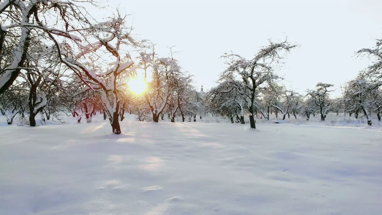 Imágenes Aéreas De Volar Entre Hermosos árboles Nevados En Medio Del Desierto En Laponia Finlandia