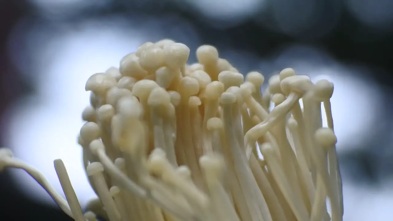 Bunch of mushrooms grows on a blue background