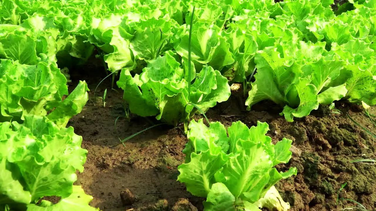 fresh lettuce grow at organic farm