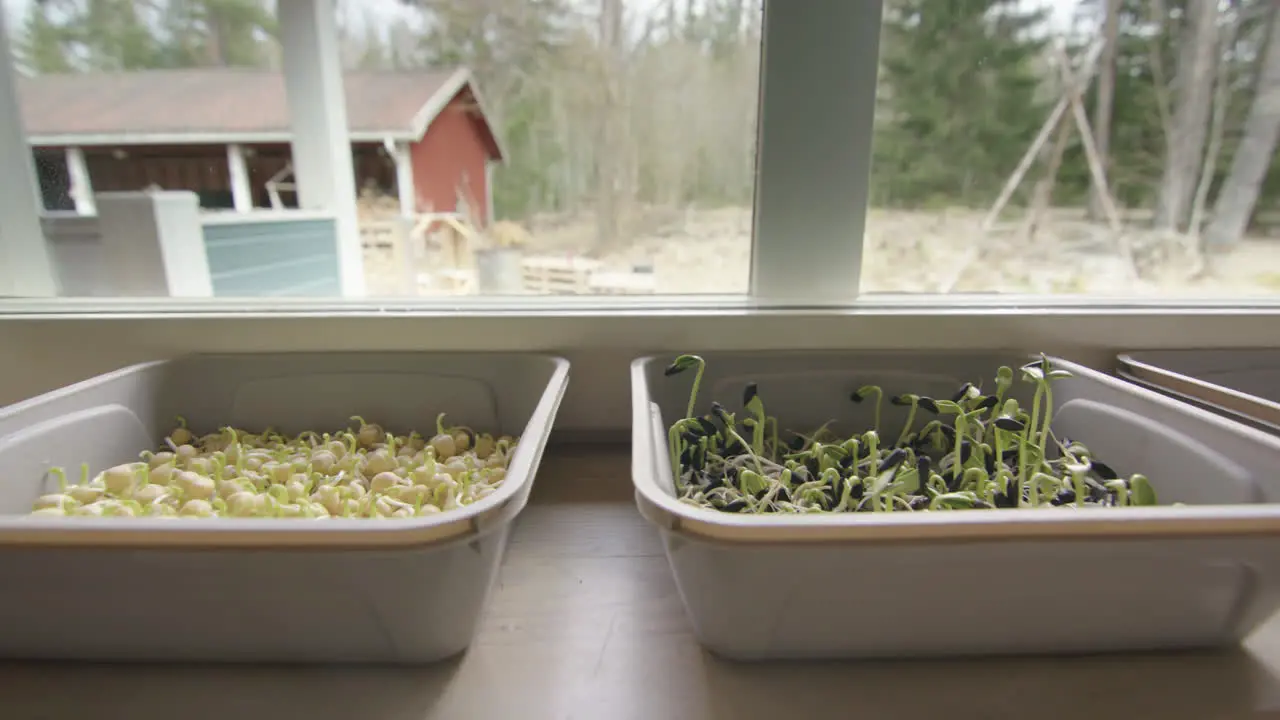 Germinating microgreens in containers kale sunflower peas tracking right