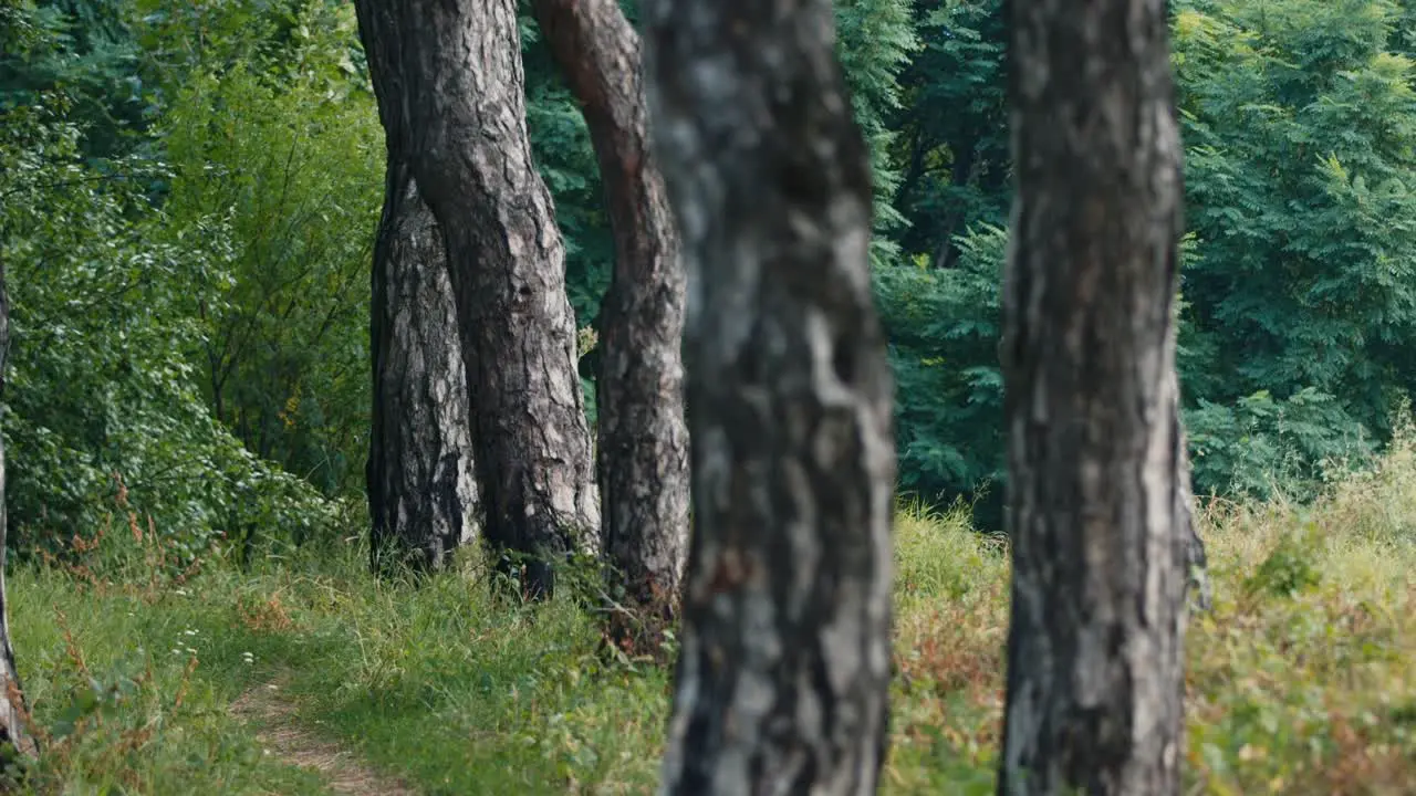 A soldier with a rifle walks along a path in the woods