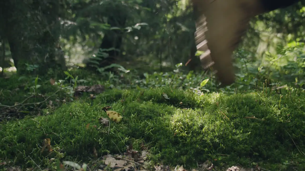 boot stepping on moss bed forest floor footprint climate