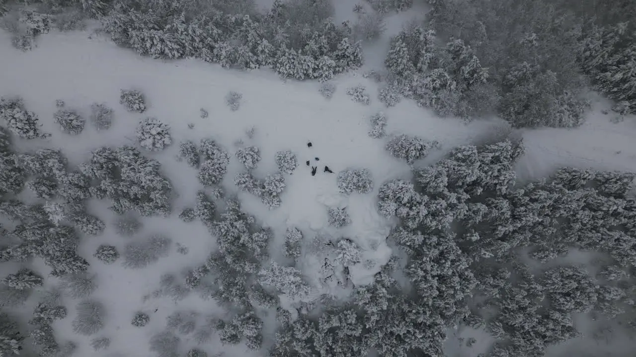 Aerial Footage of Family with dogs in winter holiday