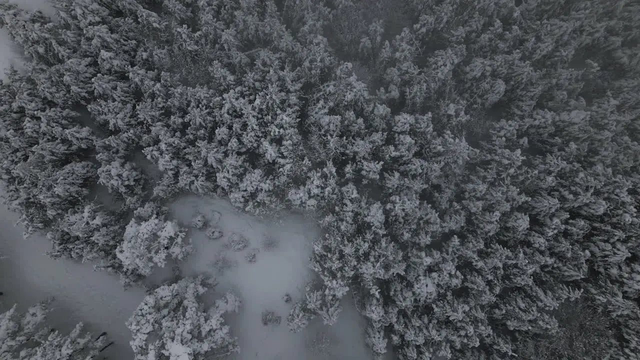 Foggy Winter Aerial Footage of man walking in snow in forest