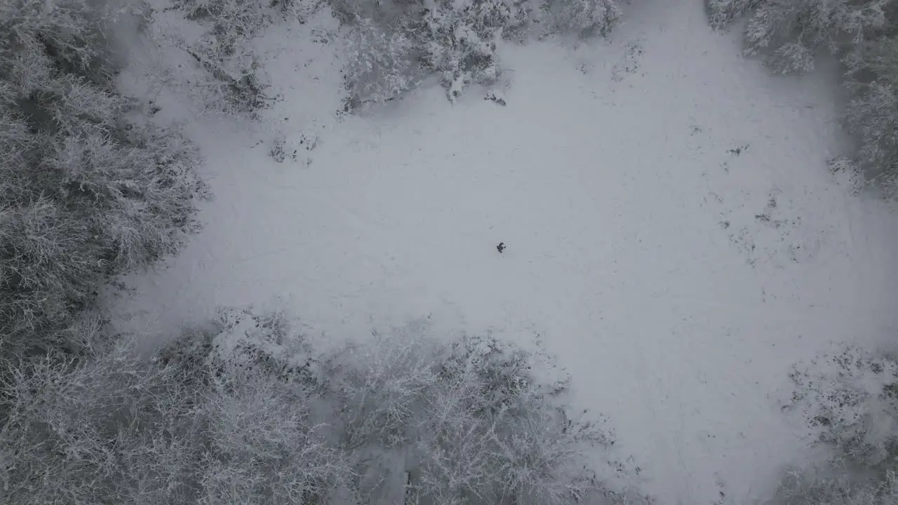 Foggy Winter Aerial Footage of man walking in snow in forest holiday