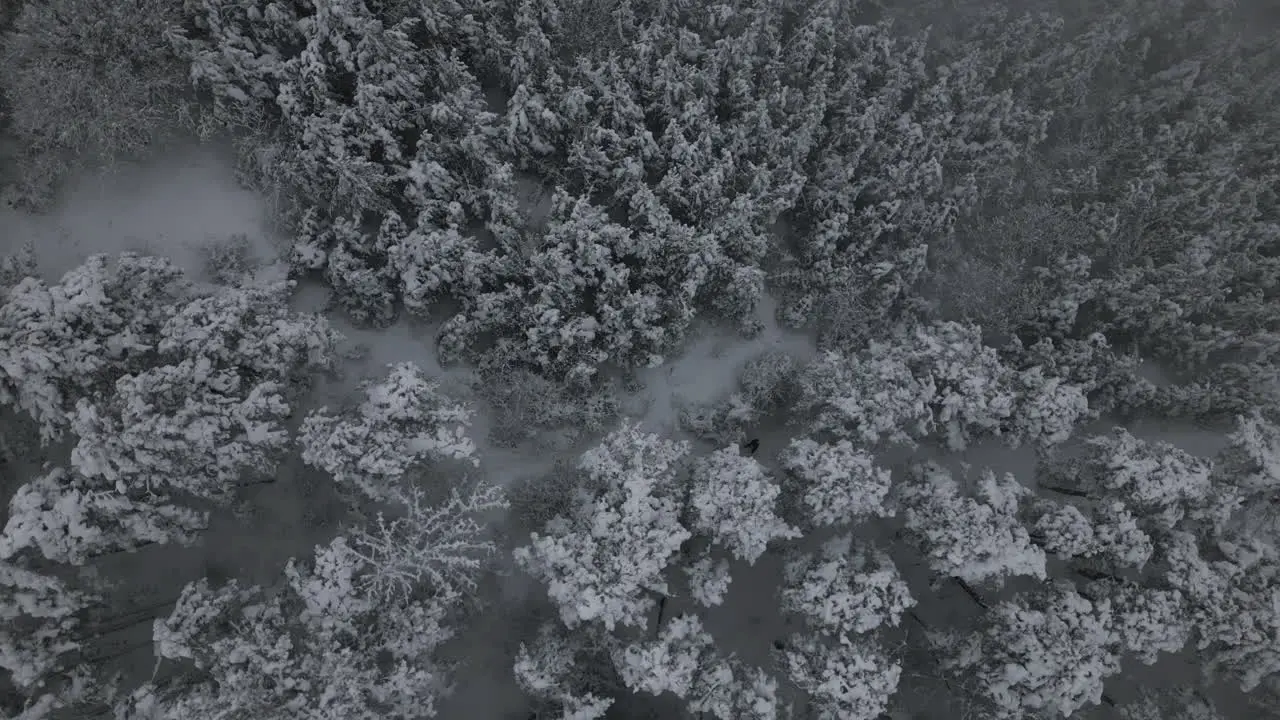 Snowy Winter Aerial Footage of man walking in snow in forest