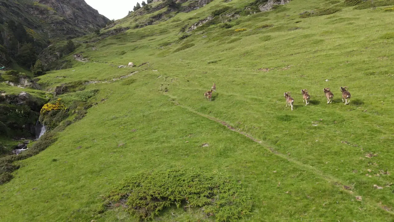 Schöne Luftaufnahme Einer Gruppe Von Bergziegen Die Durch Ein Grünes Tal In Den Pyrenäen Laufen