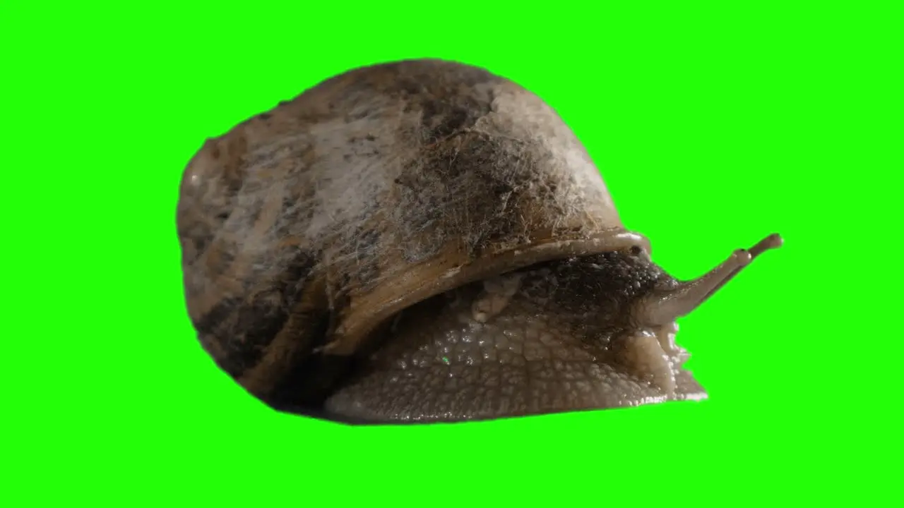 A real Snail Chroma Key