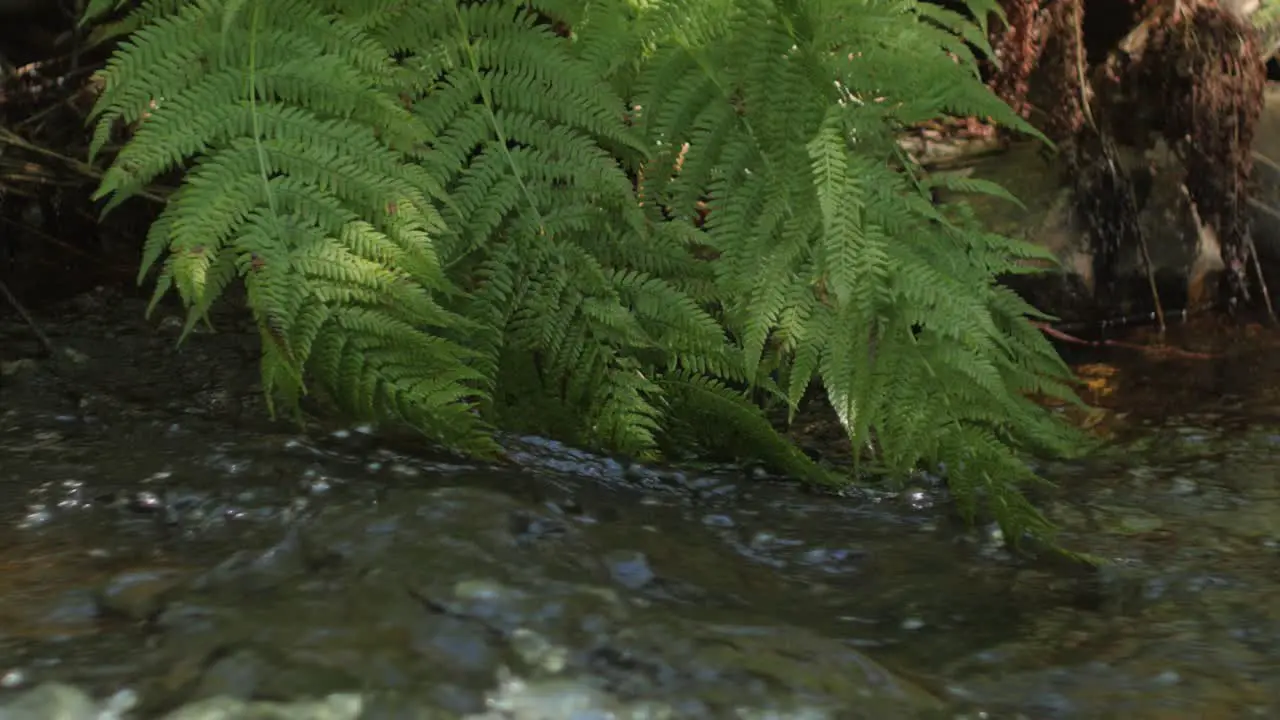 Forest stream running with leafs of fern in water