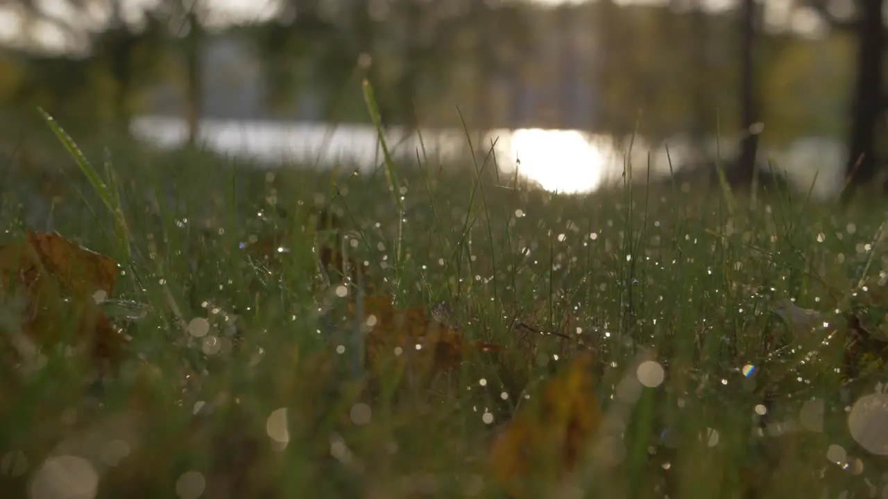 Rain drops on grass in slow motion with blurry bokeh background