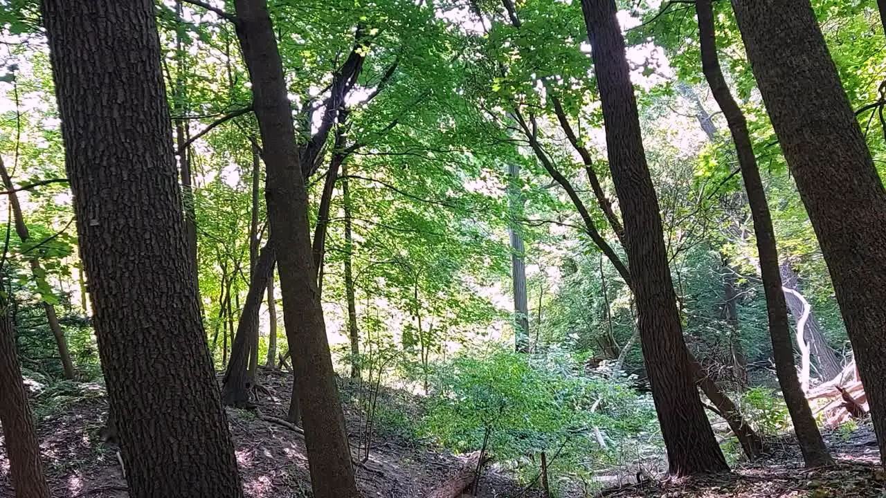 Natural green forest early Autumn static