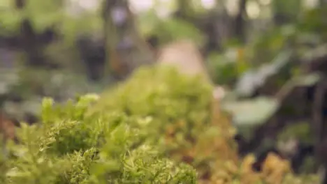 Close Up Of Woodland Floor With Plants Growing On Fallen Tree Branches 1