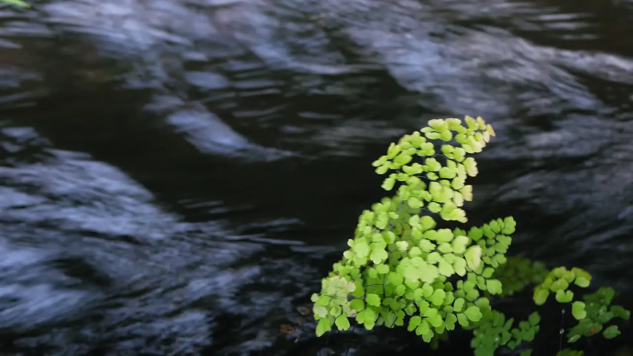 Green branch moving in front of water surface on fast flowing stream close up