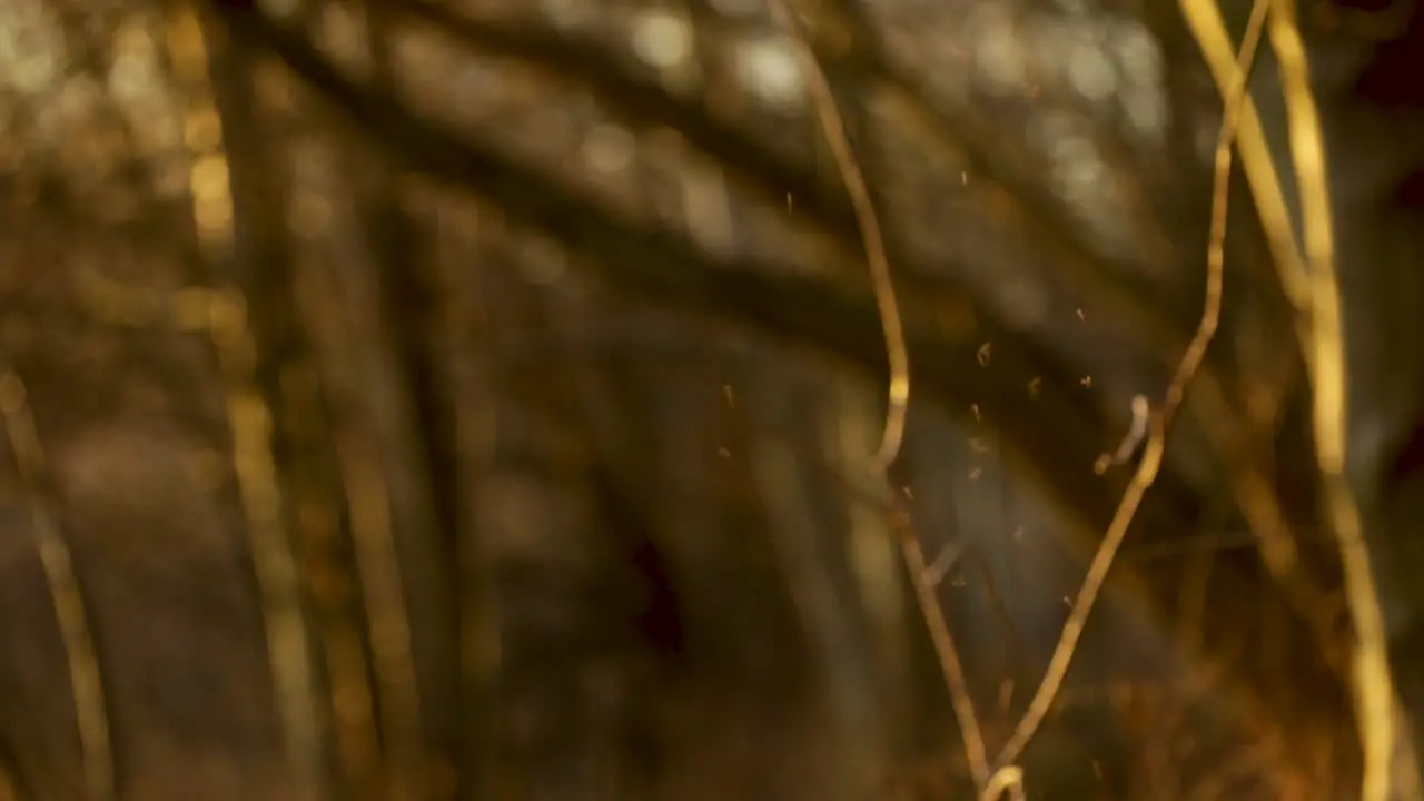 Tiny mosquitoes flying in a group in a forest close up