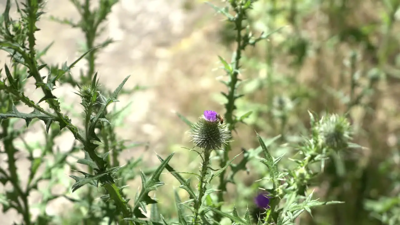 Bee mid shot pollenating wild flower Australian outback