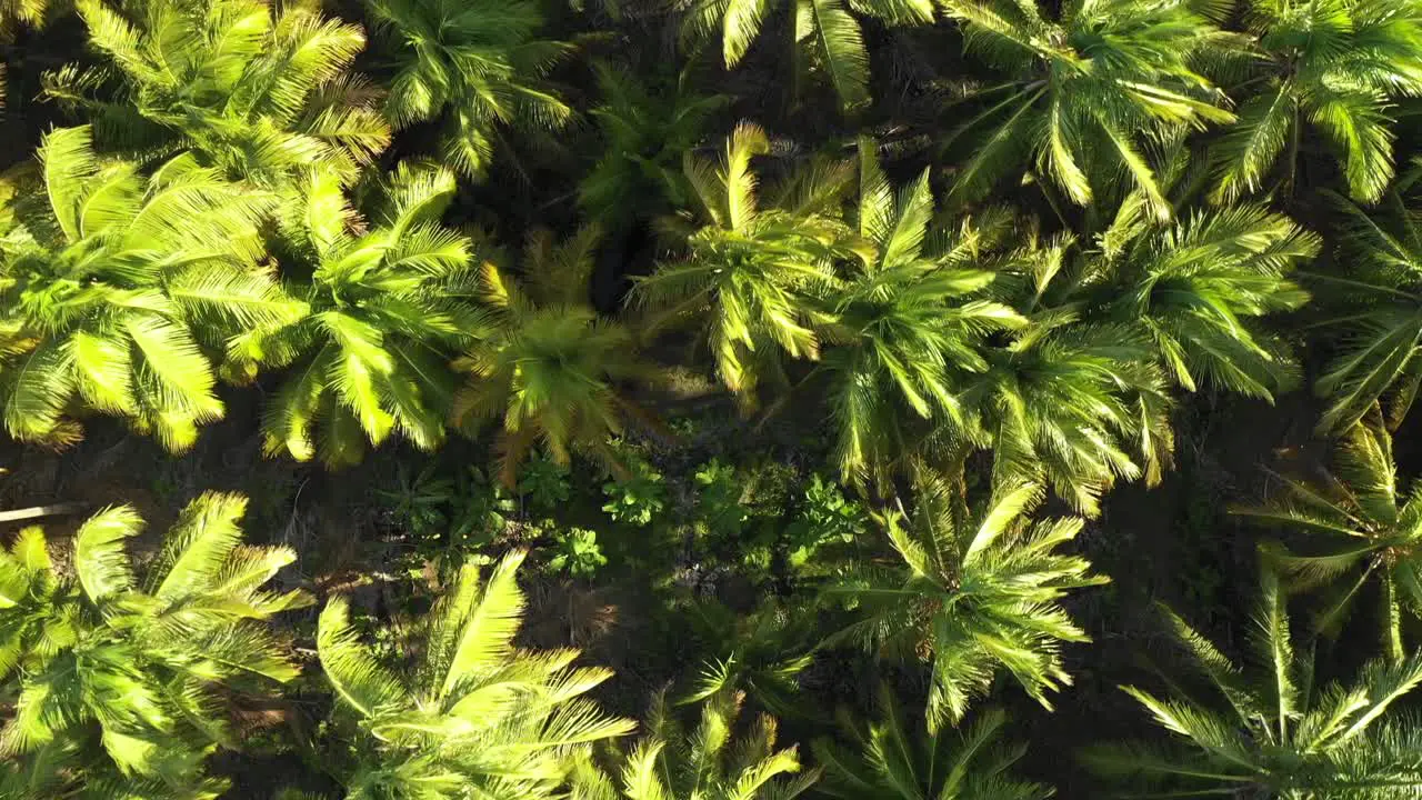 A birds eye view of coconut plantation in sear Brazil