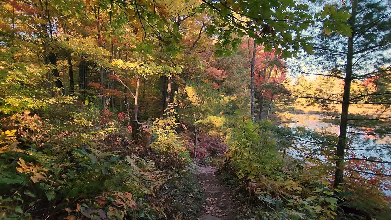 low trees and bushes in autumn