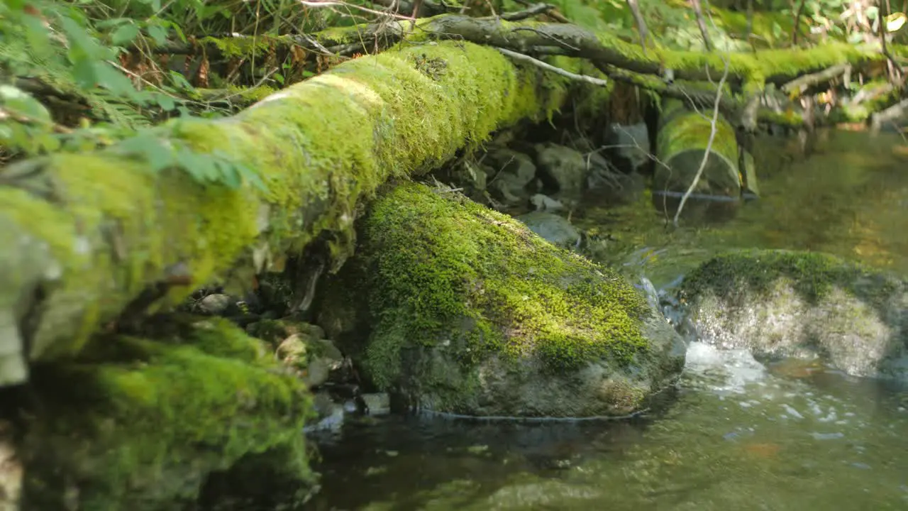 Fallen tree with moss and running stream of water in a forest