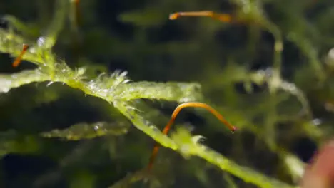 Close Up Of Woodland Floor With Plants And Moss Growing