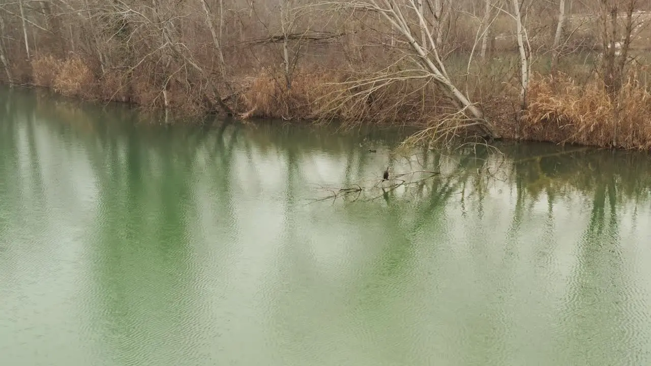 Aerial – Cinematic spotlight shot of a heron laying on a tree in the middle of the water from left to right