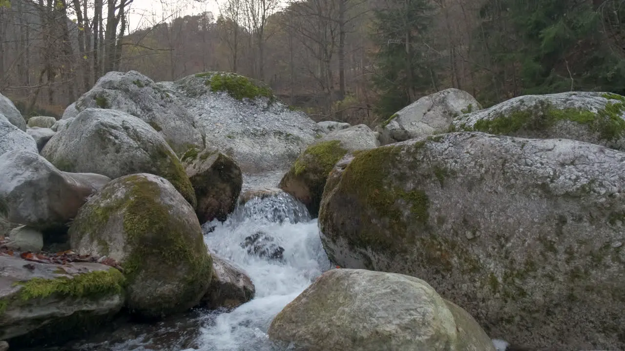 Autumn river in mountain forest trees